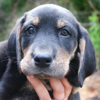 Tasha Jefferson, an adoptable Coonhound Mix in Gainesville, GA_image-3