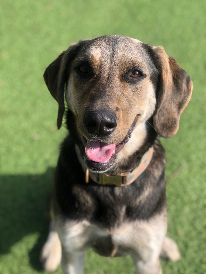 Tasha Jefferson, an adoptable Coonhound Mix in Gainesville, GA_image-4