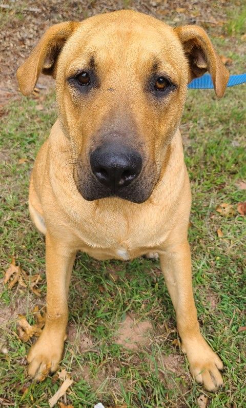 Lance, an adoptable Labrador Retriever & Carolina Dog Mix in Lenoir, NC_image-1