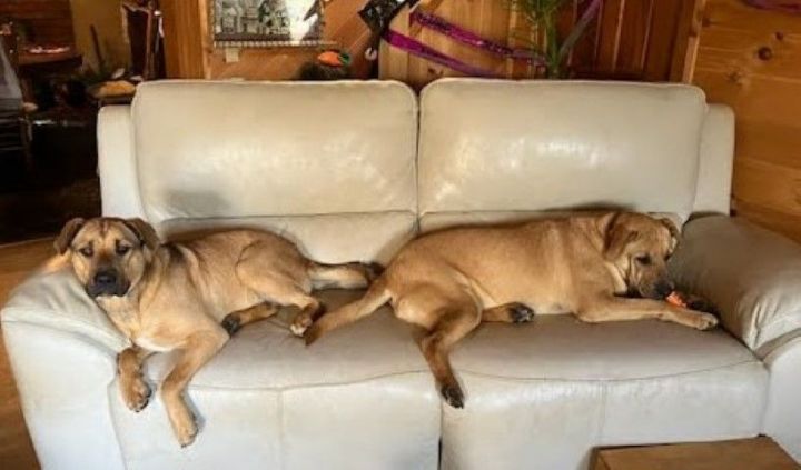 Lance, an adoptable Labrador Retriever & Carolina Dog Mix in Lenoir, NC_image-3
