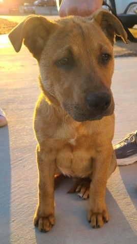 Lance, an adoptable Labrador Retriever & Carolina Dog Mix in Lenoir, NC_image-1