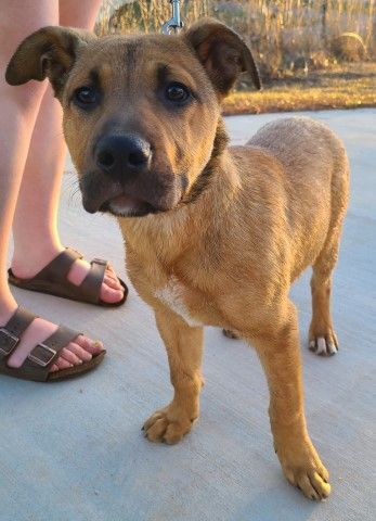 Pascal, an adoptable Labrador Retriever & Carolina Dog Mix in Lenoir, NC_image-1