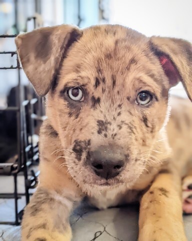 Eugene, an adoptable Labrador Retriever & Carolina Dog Mix in Lenoir, NC_image-1