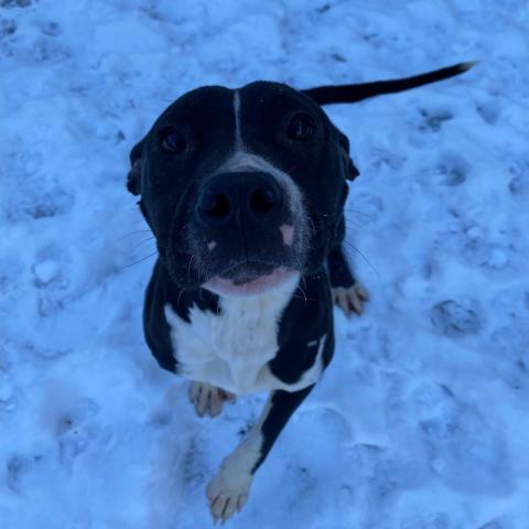 Carol, an adoptable Pit Bull Terrier in St. Joseph, MI, 49085 | Photo Image 1