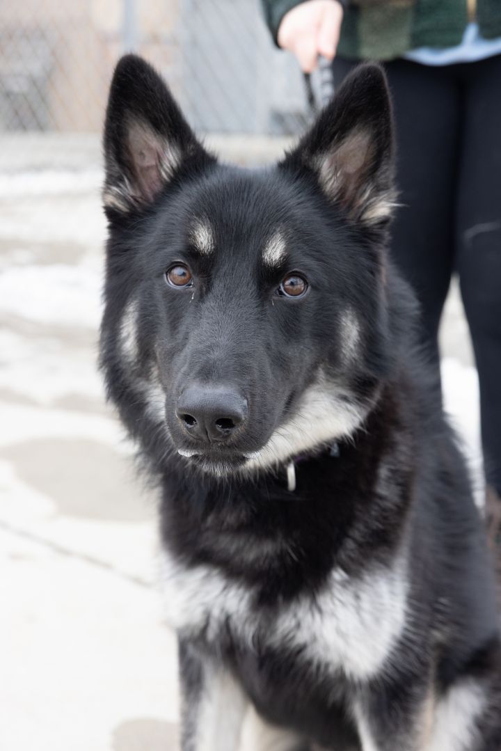 Hot Buttered Rum, an adopted German Shepherd Dog Mix in Naperville, IL_image-3