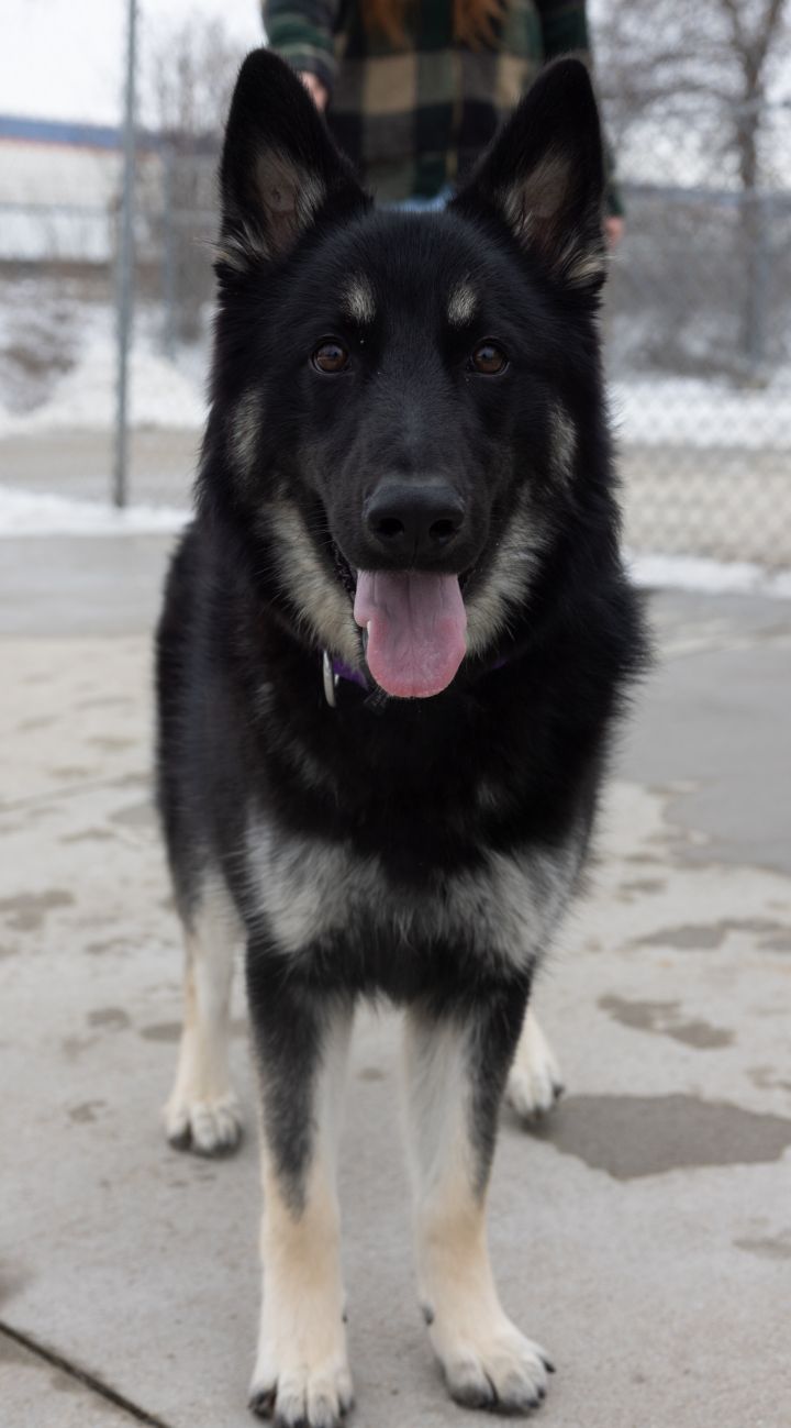Hot Buttered Rum, an adopted German Shepherd Dog Mix in Naperville, IL_image-5