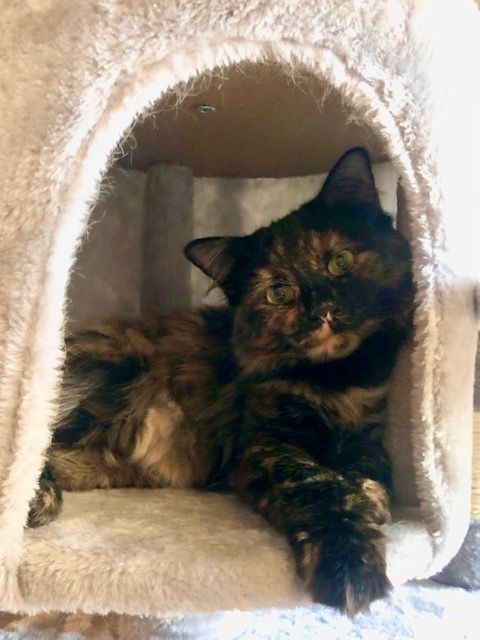 CHAMOMILE , an adopted Tortoiseshell & Domestic Long Hair Mix in Tyler, TX_image-1