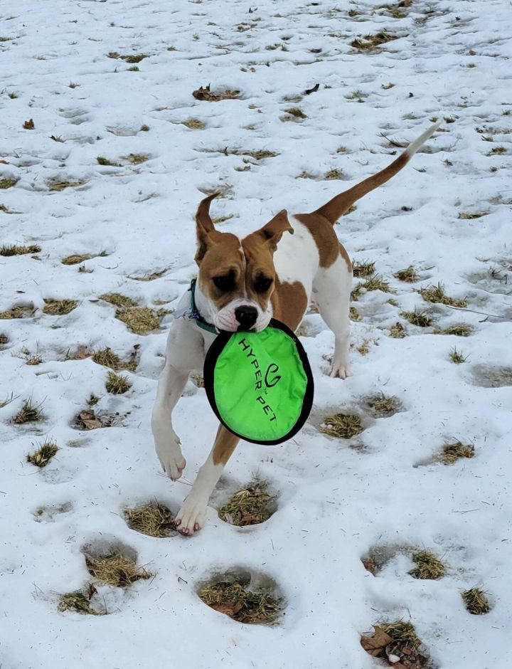 Stella *HERE IN NH*, an adopted Boxer Mix in Northwood, NH_image-3