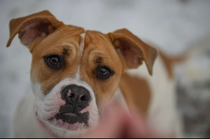Stella *HERE IN NH*, an adopted Boxer Mix in Northwood, NH_image-5