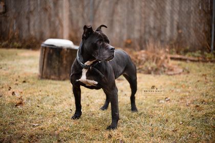 Karen, an adoptable American Staffordshire Terrier, Dogue de Bordeaux in Battle Creek, MI, 49016 | Photo Image 1