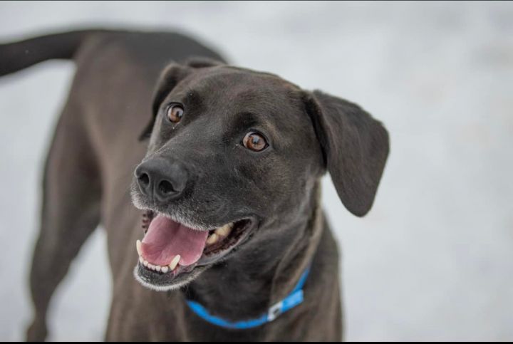 Harry *HERE IN NH*, an adopted Labrador Retriever Mix in Northwood, NH_image-2