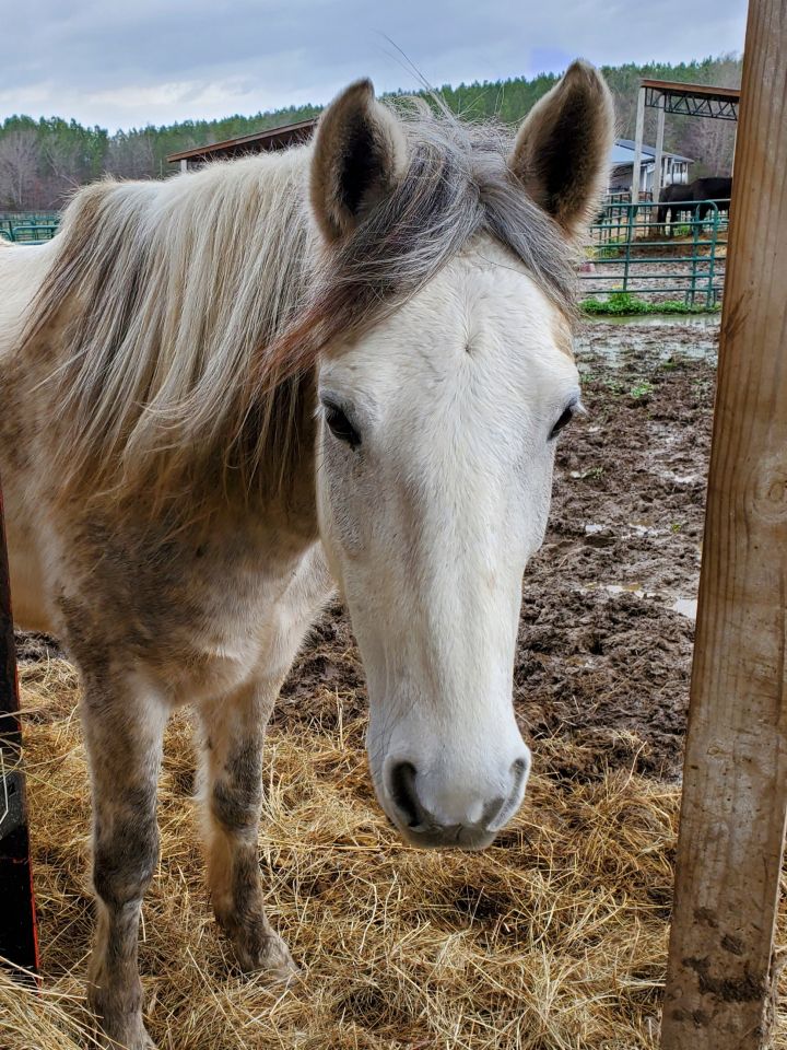 Pepper, an adoptable Mustang in Hohenwald , TN_image-1