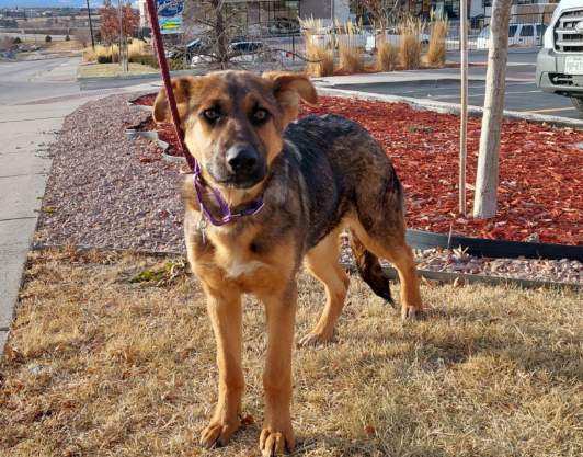 SEELY, an adoptable Shepherd Mix in Loveland, CO_image-3