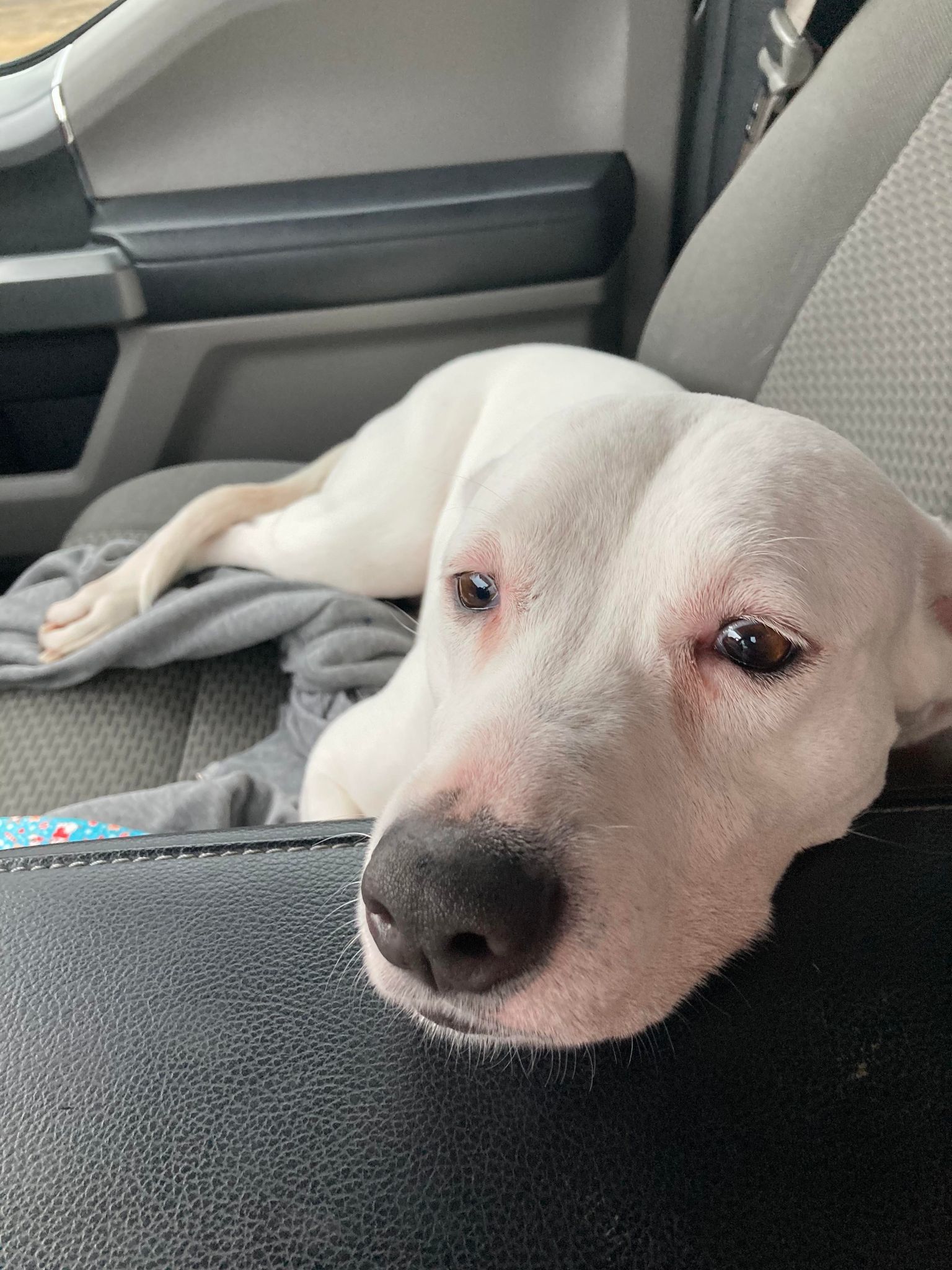 Piper, an adoptable Labrador Retriever in Poplar Bluff, MO, 63901 | Photo Image 3