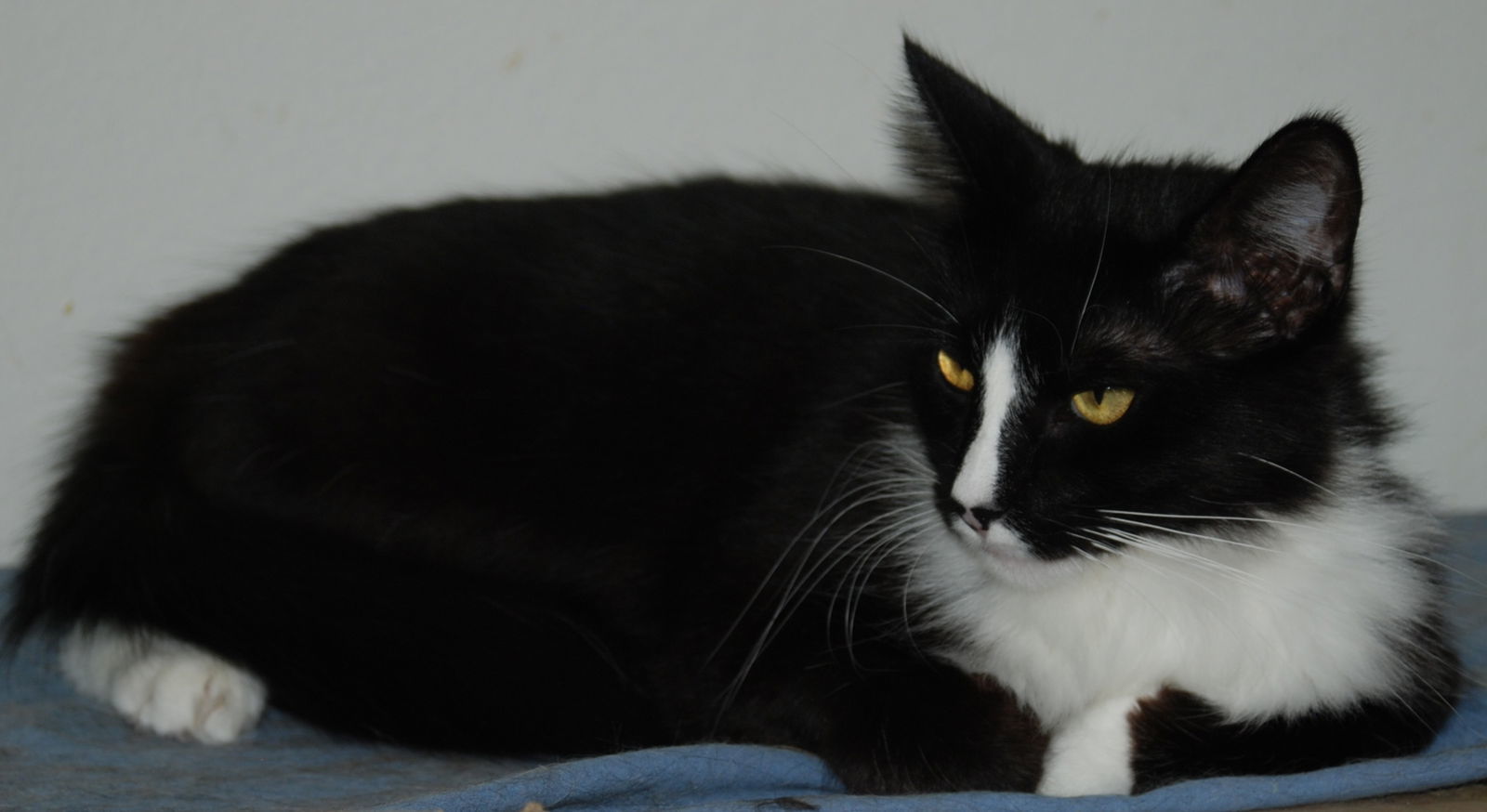 J'onzz, an adoptable Domestic Medium Hair in Morgan Hill, CA, 95038 | Photo Image 2