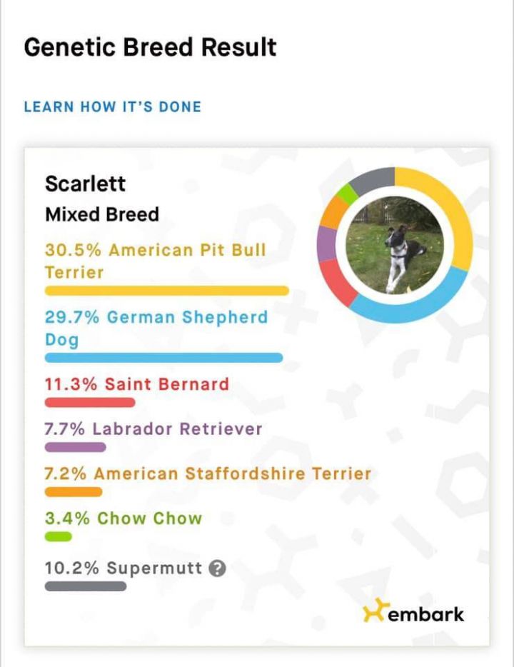 Scarlett, an adoptable German Shepherd Dog Mix in Tacoma, WA_image-2
