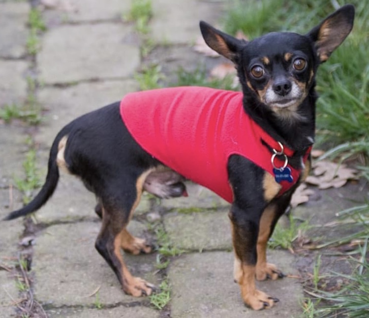 Archie, an adoptable Chihuahua in Beaverton, OR, 97005 | Photo Image 1