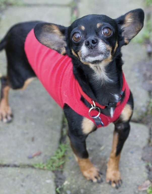 Archie, an adoptable Chihuahua in Beaverton, OR, 97005 | Photo Image 2