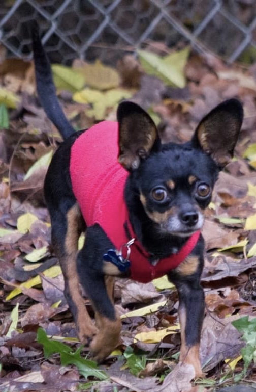 Archie, an adoptable Chihuahua in Beaverton, OR, 97005 | Photo Image 3