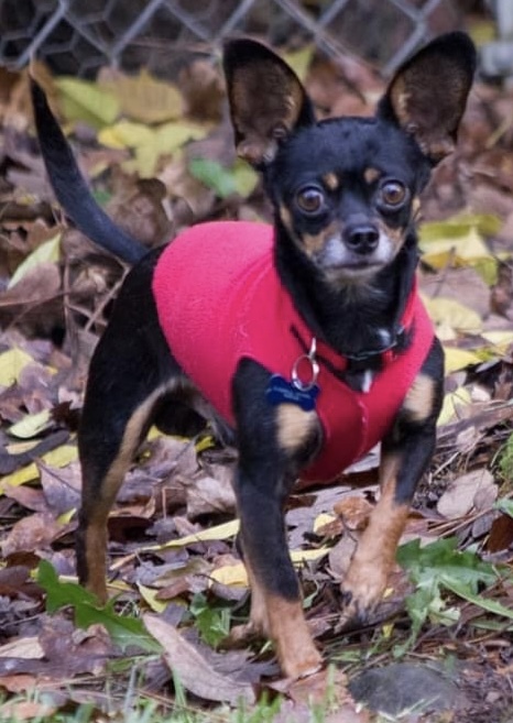 Archie, an adoptable Chihuahua in Beaverton, OR, 97005 | Photo Image 6