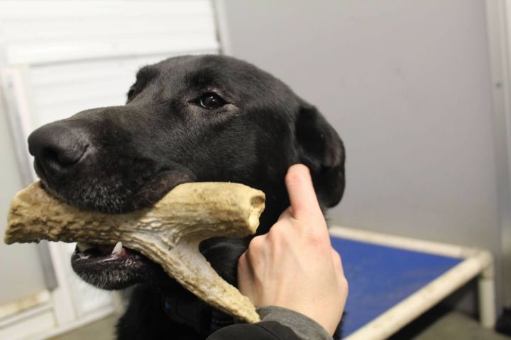 Boomer, an adoptable Labrador Retriever Mix in Pierre, SD_image-2