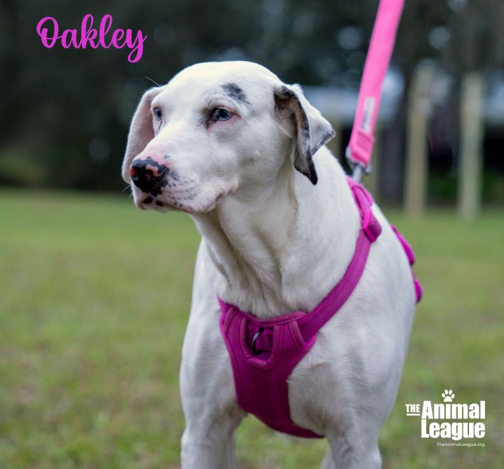 Oakley, an adopted Pointer & Catahoula Leopard Dog Mix in Clermont, FL_image-2