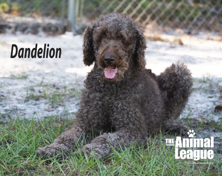 Dandelion, an adopted Labradoodle in Clermont, FL_image-1