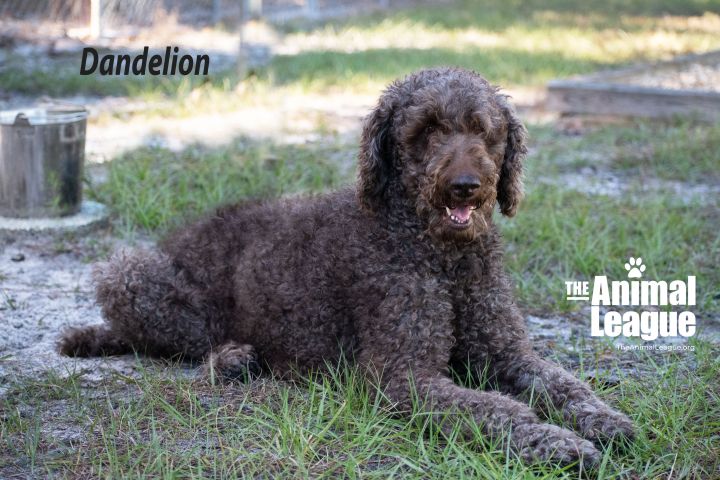 Dandelion, an adopted Labradoodle in Clermont, FL_image-2