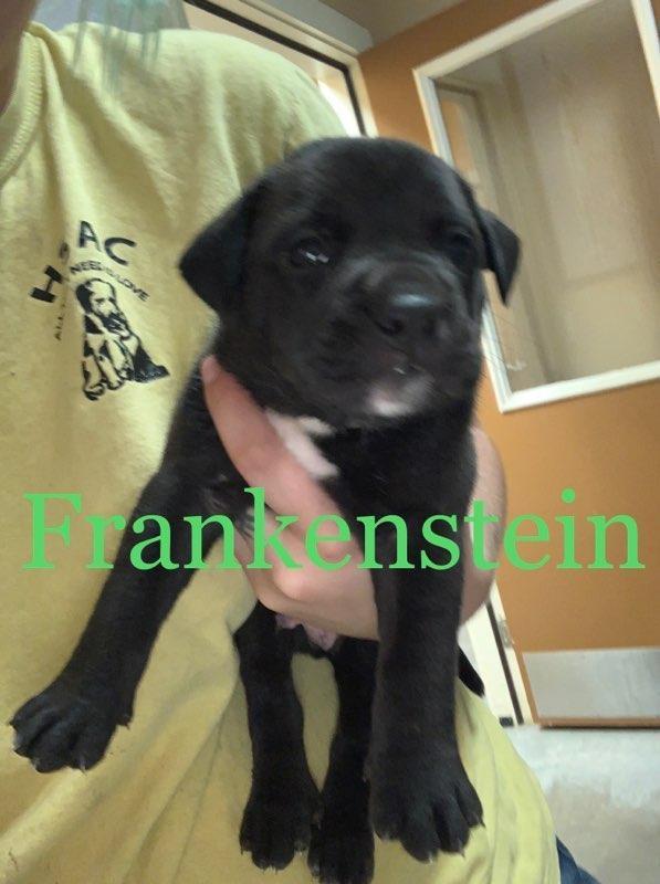 Frankenstein, an adoptable Hound & Bull Terrier Mix in Fulton, TX_image-1