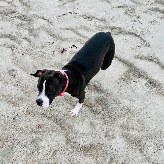 Zola, an adoptable American Bully in Oxford, ME, 04270 | Photo Image 6
