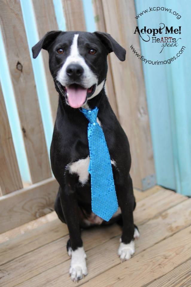 Baxter - CL (adoption fee sponsored), an adoptable Boxer, Pointer in Kansas City, MO, 64114 | Photo Image 2