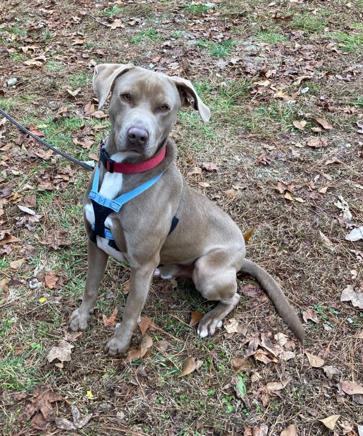 Dusty, an adoptable Weimaraner & Pit Bull Terrier Mix in Burgaw, NC_image-2