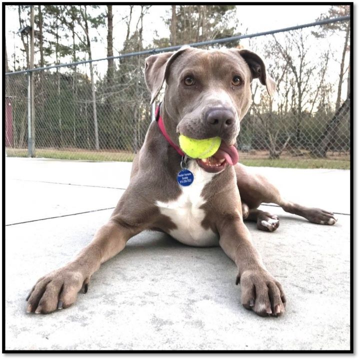 Weimaraner pitbull best sale mix puppies