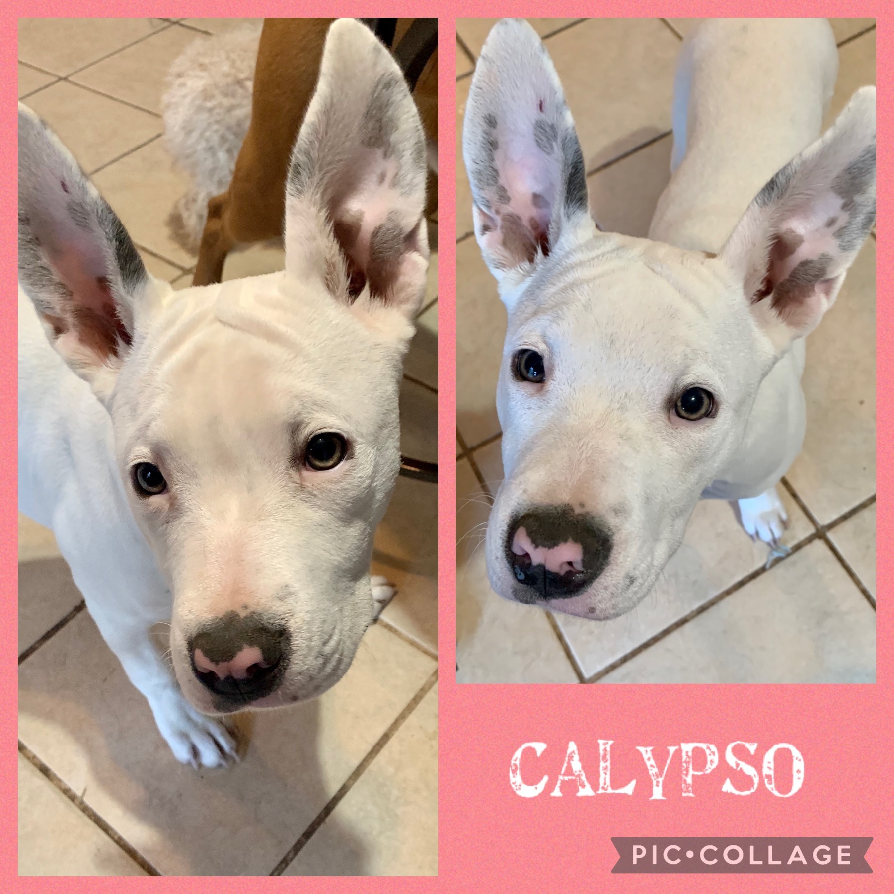 Calypso, an adoptable Pit Bull Terrier, Shepherd in Washington, MO, 63090 | Photo Image 2