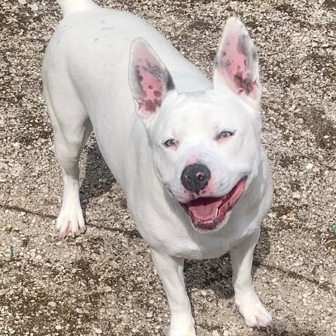 Calypso, an adoptable Pit Bull Terrier, Shepherd in Washington, MO, 63090 | Photo Image 1