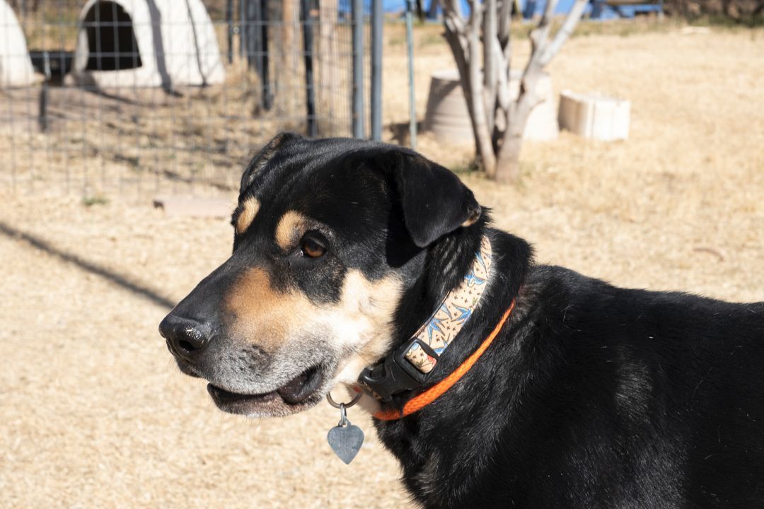 Diesel, an adoptable Shepherd, Shar-Pei in El Paso, TX, 79821 | Photo Image 4