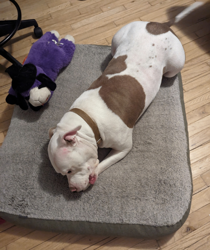 Footloose, an adoptable American Bulldog in Griswold, CT, 06351 | Photo Image 6