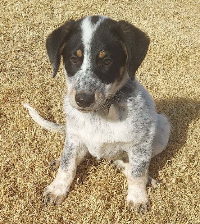 Rudy #1, an adopted Australian Cattle Dog / Blue Heeler & Great Pyrenees Mix in Oklahoma City, OK_image-1