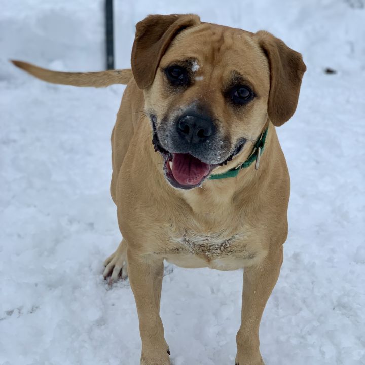 Dog for adoption Molly a Labrador Retriever Pit Bull Terrier
