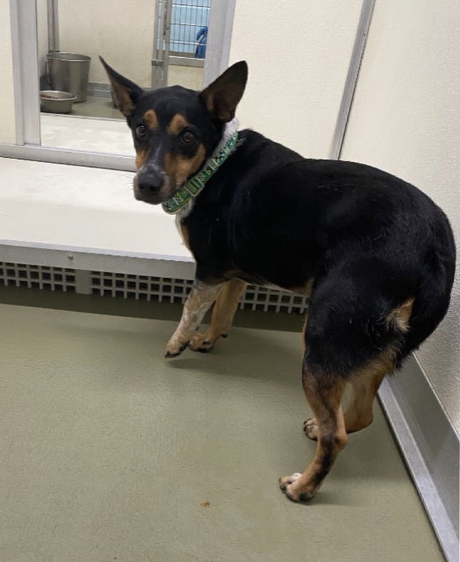 George*, an adoptable Terrier in Columbia, TN, 38401 | Photo Image 1