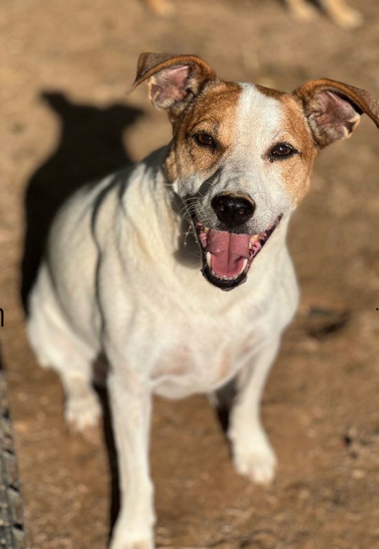 Roxie/Phyllis, an adoptable Parson Russell Terrier in Columbia, TN, 38401 | Photo Image 1