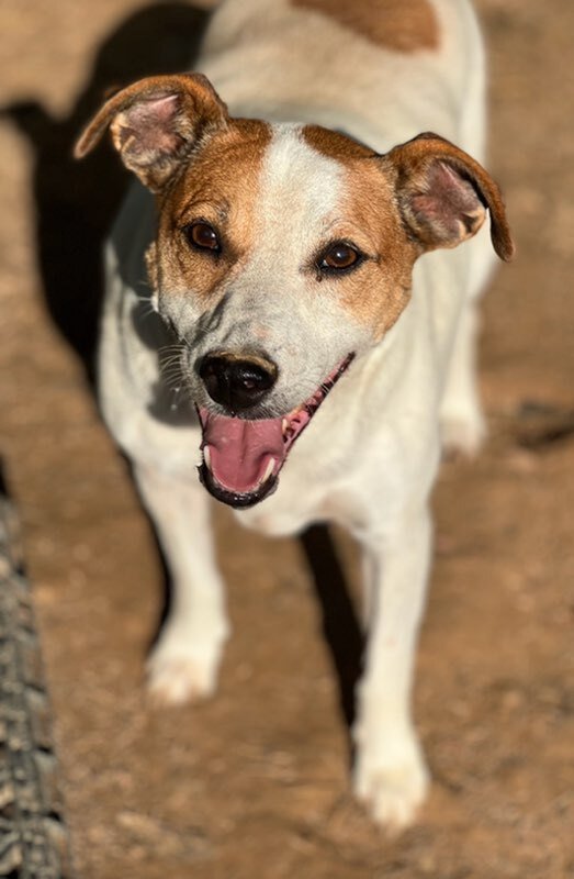Roxie/Phyllis, an adoptable Parson Russell Terrier in Columbia, TN, 38401 | Photo Image 2