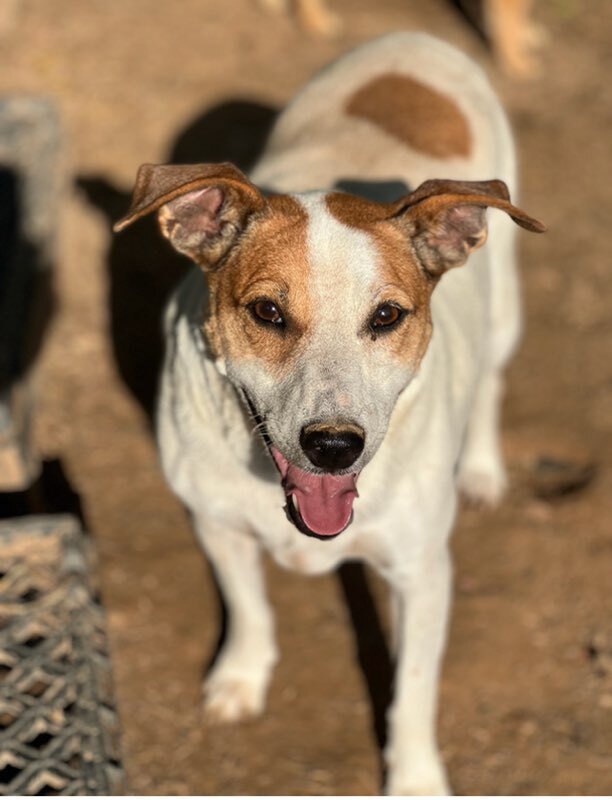 Roxie/Phyllis, an adoptable Parson Russell Terrier in Columbia, TN, 38401 | Photo Image 3