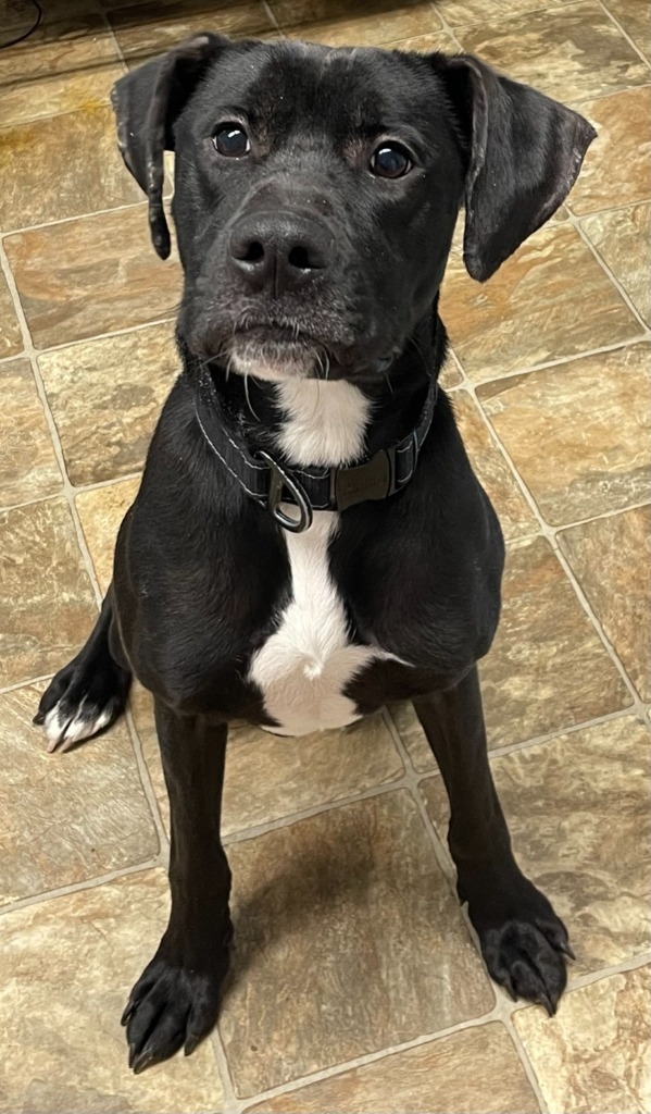 Hank, an adoptable Labrador Retriever in Darlington, SC, 29532 | Photo Image 1