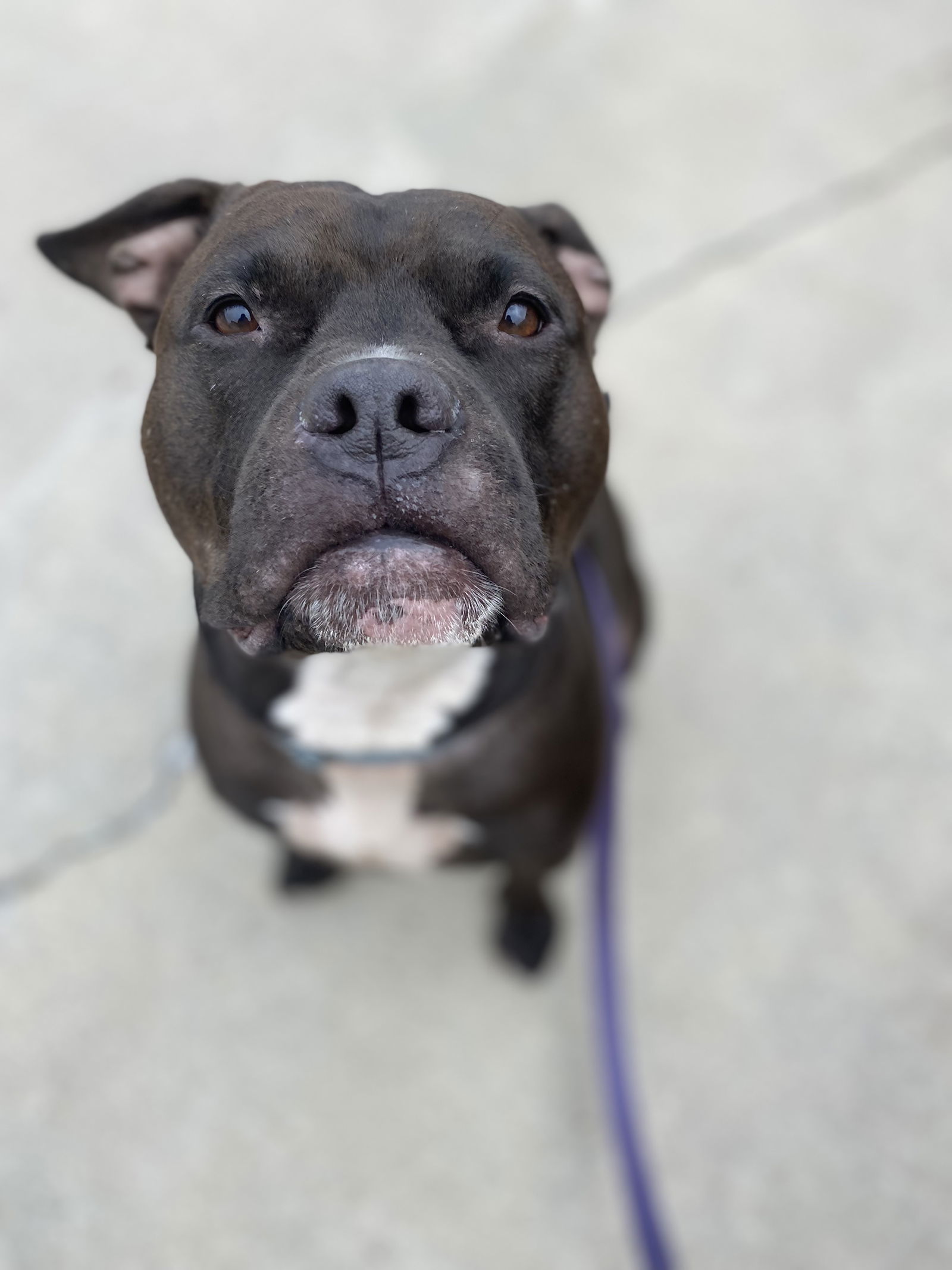 Wally, an adoptable Staffordshire Bull Terrier in Lockport, NY, 14095 | Photo Image 1