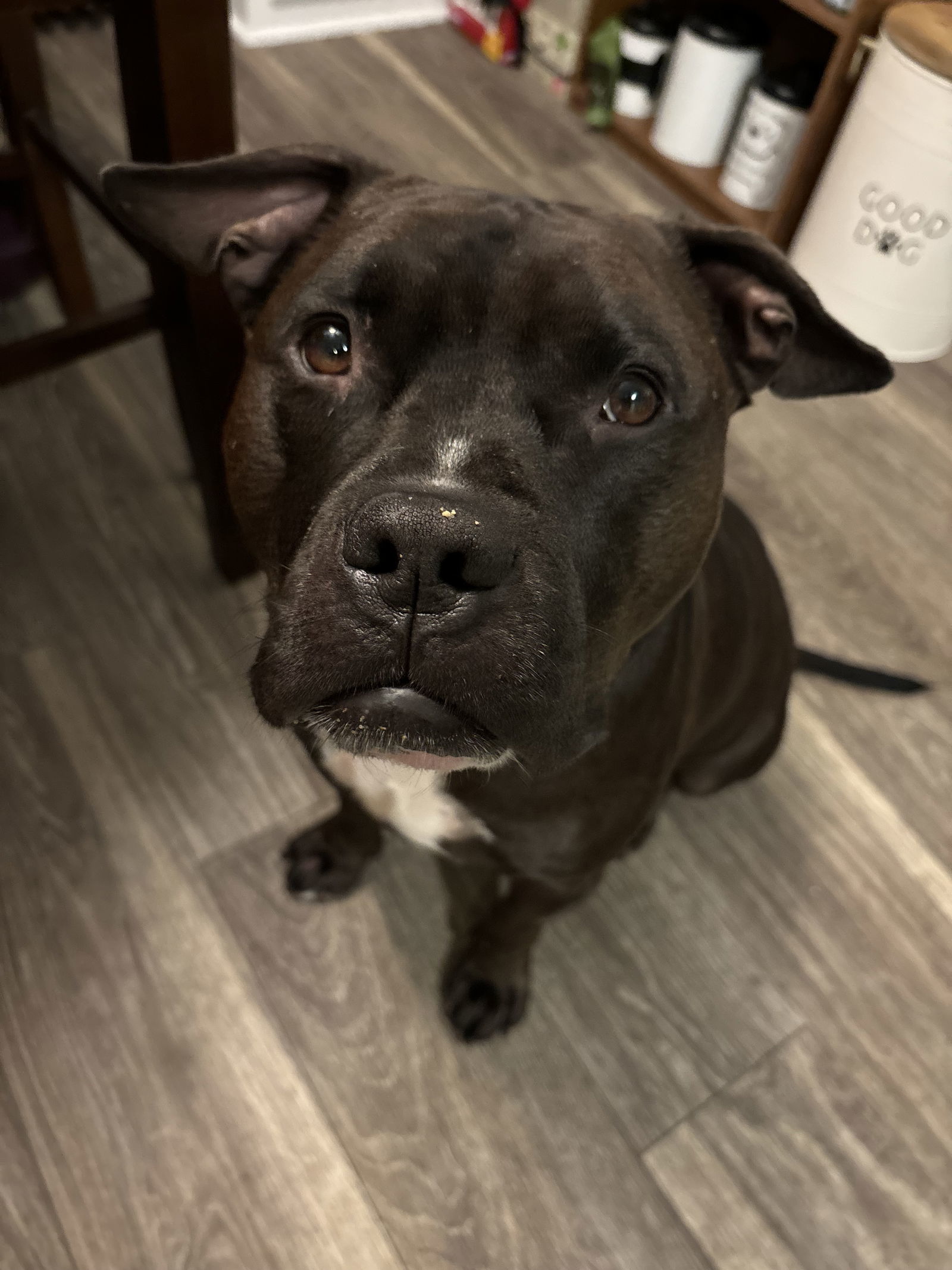 Wally, an adoptable Staffordshire Bull Terrier in Lockport, NY, 14095 | Photo Image 1