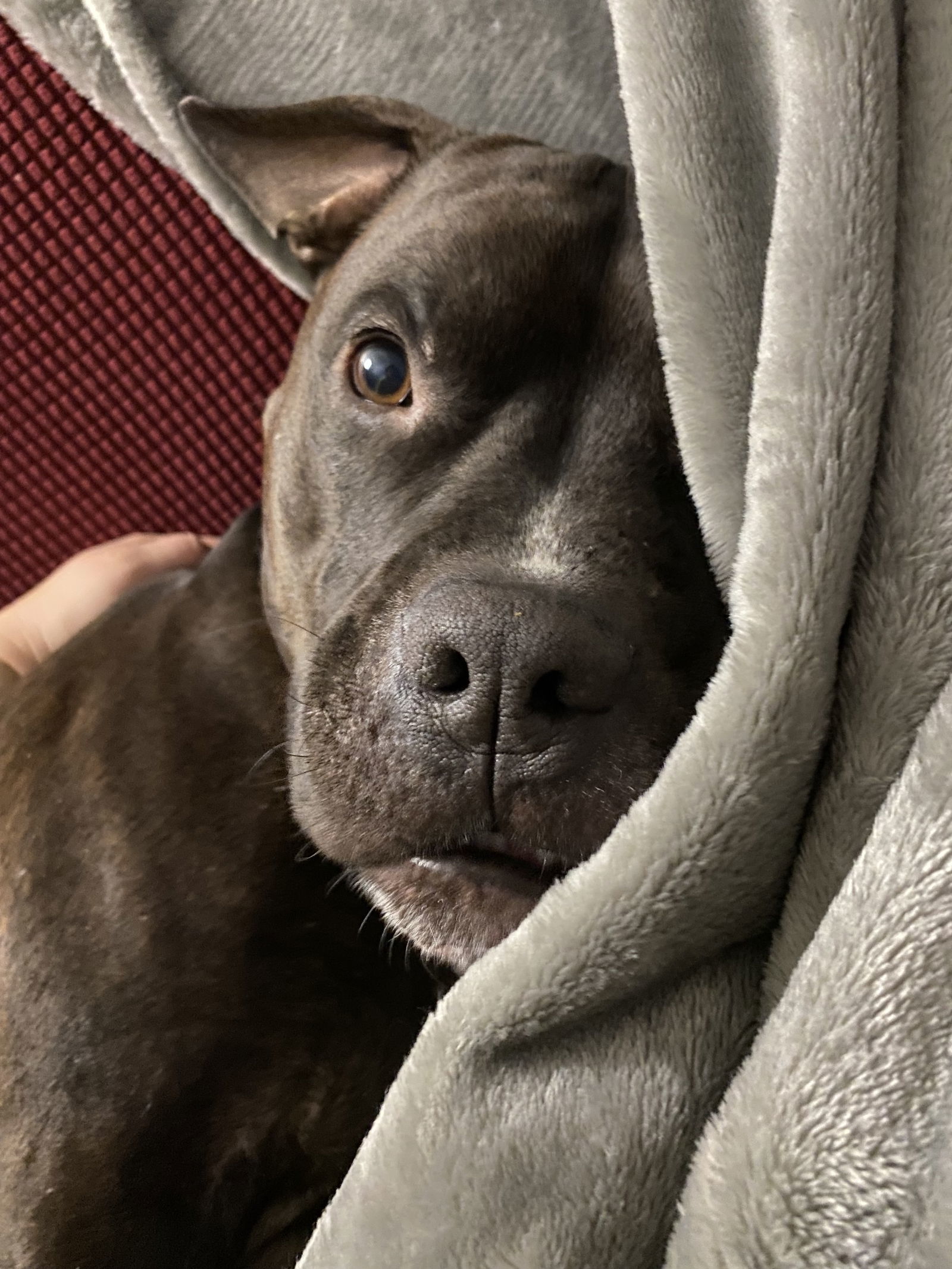 Wally, an adoptable Staffordshire Bull Terrier in Lockport, NY, 14095 | Photo Image 3