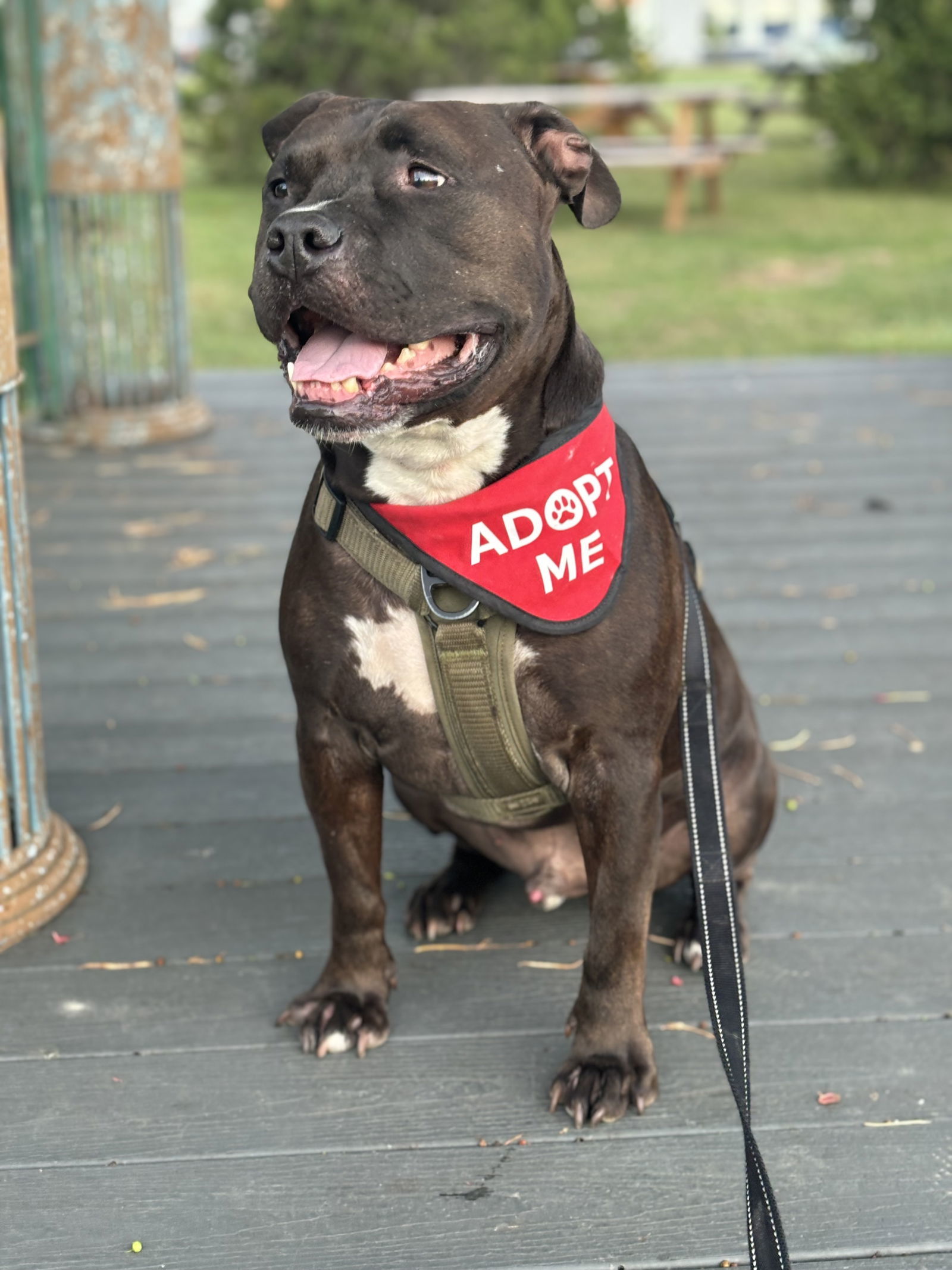 Wally, an adoptable Staffordshire Bull Terrier in Lockport, NY, 14095 | Photo Image 3