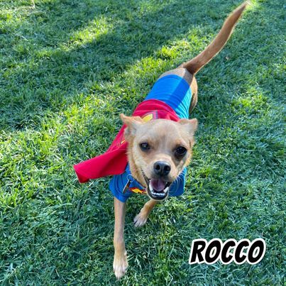 Rocco, an adopted Basenji & Miniature Pinscher Mix in Glendora, CA_image-5