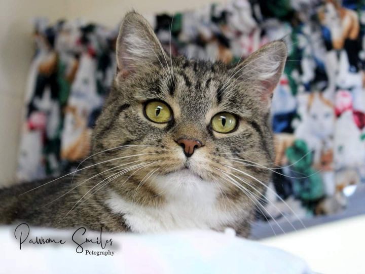 Piper, an adoptable Domestic Short Hair in Horseheads, NY_image-2